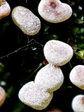 Didymium melanospermum: das Plasmodium ist meist wässrig weiß,  daraus entwickeln sich die Sporocarpien, sie enthalten die Sporen.  Die Außenhaut der Sporocarpien, die Peridie, ist dicht mit Kalk-Kristallen bedeckt,  es sieht aus, als ob sie mit Mehl bestäubt sind. 